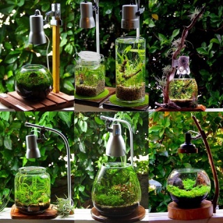 SONOアクアプランツファーム水草･海藻情報局