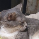 【遊んでアピール？】 2026 真夏の猫団子 No.2　～クロさん＆NANA 編＿黒猫な日常：クロネコ「黒龍」