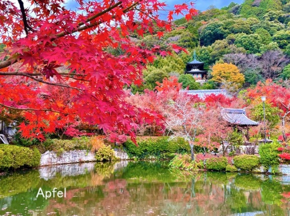 もみじの永観堂 晩秋の姿が美し過ぎでした