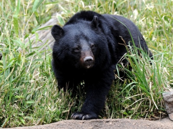 クマが怖くてパチンコ屋行かなくなったｗｗｗｗwｗｗｗｗｗｗｗｗｗｗｗｗｗｗｗｗｗｗｗｗ