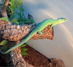 表館（トカゲ・カメレオン）新着25.11.3