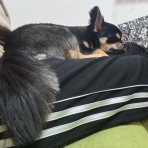 日々のくらし手帖