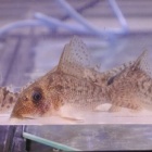 『11月19日(土)熱帯魚入荷情報その1』の画像