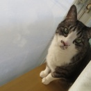 10年ぶりの眼科へ。