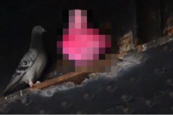 動画 見た人が豆鉄砲を食らった気分 ピンク色の鳩が話題に とりまとめ