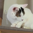 へっぴり腰の猫。と、青のバラつくりました。