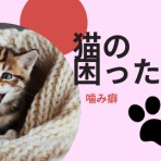 猫の下僕になりました