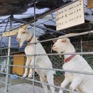 西ノ谷公園🐐ヤギのいる公園