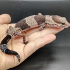 『爬虫類入荷情報！』の画像