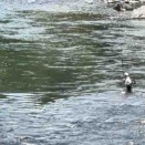 6月1日 長良川郡上管区 解禁 21匹