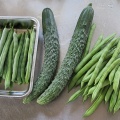 家庭菜園で体力づくり、認知症予防。