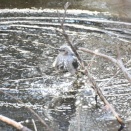 寒中の水浴び…ヒヨドリ