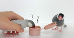 追いかけるジルと、素直なセラ