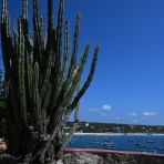 さる♪オアハカ日記