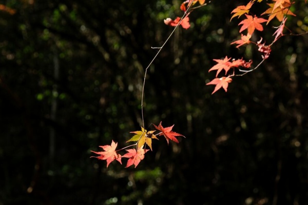 大分屋３の週末だけのブログ 白馬渓