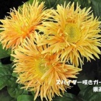 田舎記者の手帳