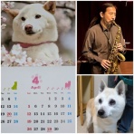 たそがれゴルファーのライブ情報