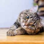 【動画】猫、家の中を破壊しまくるｗｗｗｗｗｗ