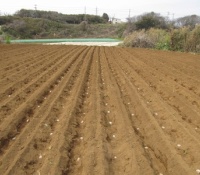 【乃木坂46】井上小百合がじゃがいも畑をブログに載せるww