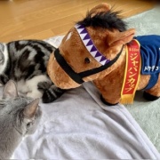 ドウデュースのぬいぐるみを見た猫がしたこと