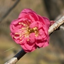 ヘーゲル左派からマルクス左派へ！ （04）