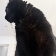 バリバリボウルが大好きな猫たち