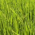 夏の話題