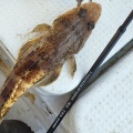 【有明海】春の乗っ込みタイラバと根魚釣り