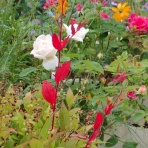 Heyモーの家庭菜園を楽しむ