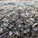 霜　オオジシバリ