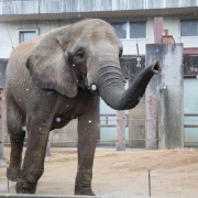 雪が降ってきた♪