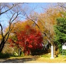 史跡秋葉山古墳群の紅葉