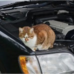 ボルゾイ暮らしトコトコ新聞2026