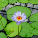 梅雨＆値上げ・・・