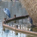 アオサギとゴイサギ　～ハムとトロチー入りスクランブルエッグの朝ご飯、麻婆豆腐丼の晩ご飯～