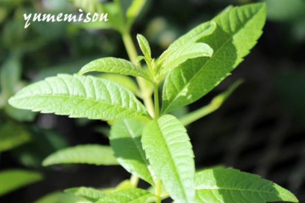 花とハーブで 元気いっぱい レモンバーベナ