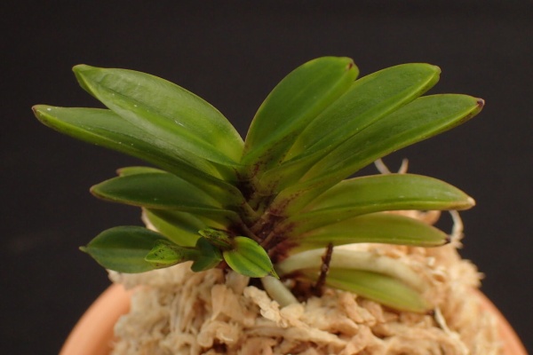 【 富貴蘭 】遊亀 富貴蘭「天仙」 | 【桜井園芸web shop】 富貴蘭/長生蘭/石斛 通販専門店