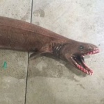 【動画】伝説の「大海蛇」の正体？　深海のサメ、ラブカが網にかかる