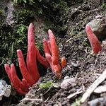 食べると死ぬ猛毒キノコ「カエンタケ」が大量発生