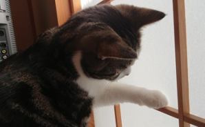 障子に手をかける猫に"ドキドキ"
