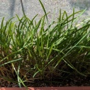 【家庭菜園】ニラを室内プランターで育成　2026/04/28