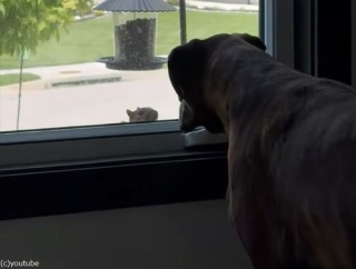 窓の外からじーっと見つめてくるリスに、ボクサー犬も視線で応戦（動画）