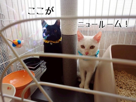 フーガと和珠くんのお届けでした☆今日のあの子