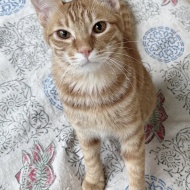 猫紹介★エラン