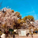 桜のそっくりさん🌸大阪城公園