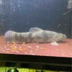大型熱帯魚屋  ZEEBRA