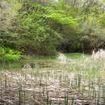 富士山トンボ池通信