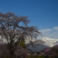 大出公園の枝垂れ桜と白馬三山。