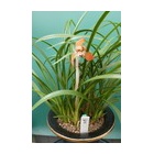 �ؽ���Ÿ���ʽ����٤β���