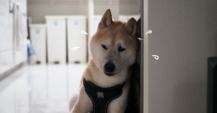 シニア犬と猫の攻防…